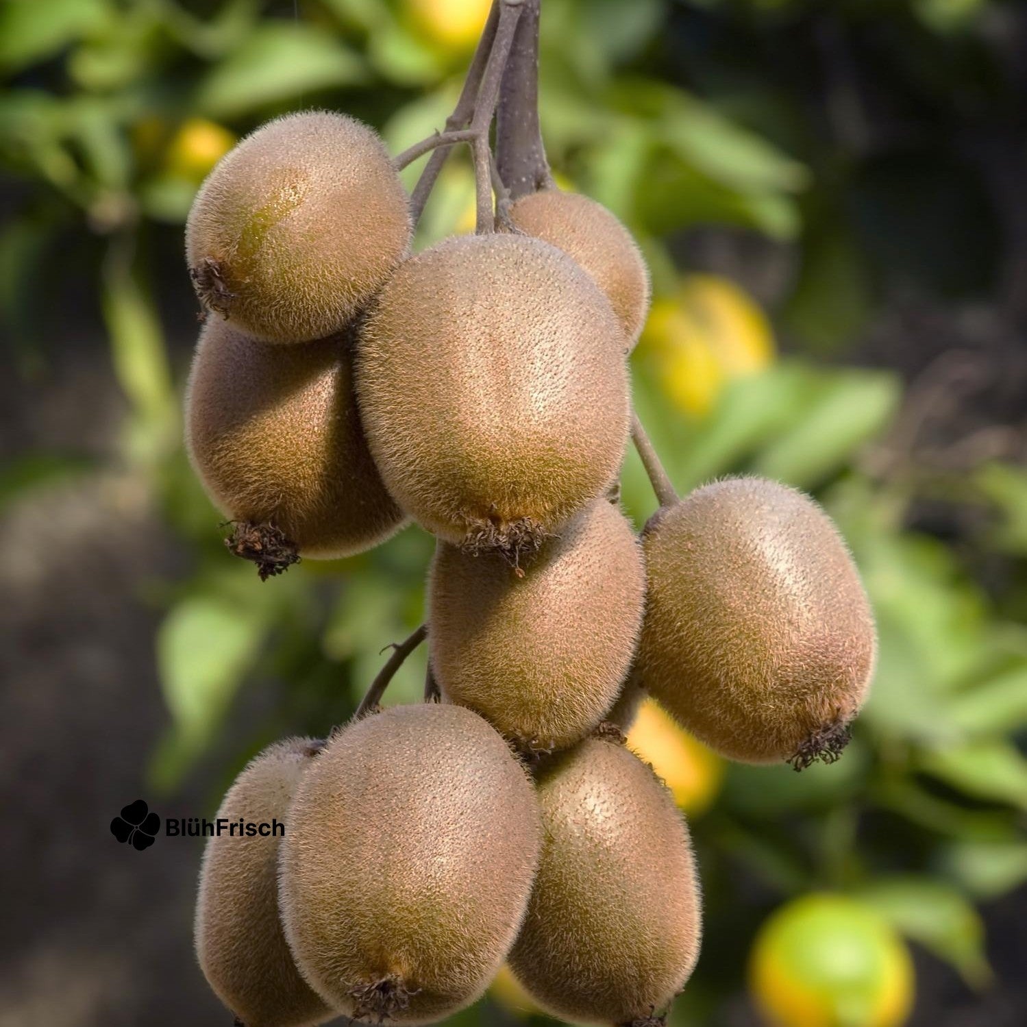 Actinidia delciosioa 'Jenny' - Kiwi - Ø13cm - ↕45cm