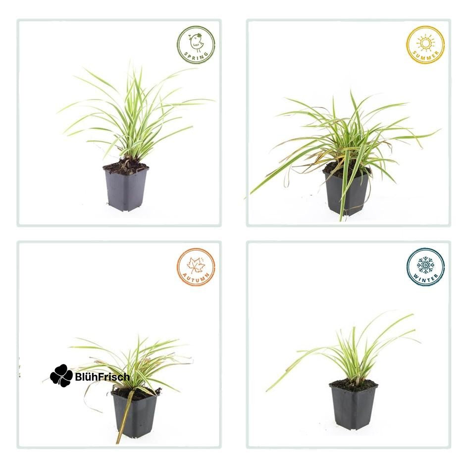 48x Carex morrowii 'Aureovariegata' - ↕10-25cm - Ø9cm