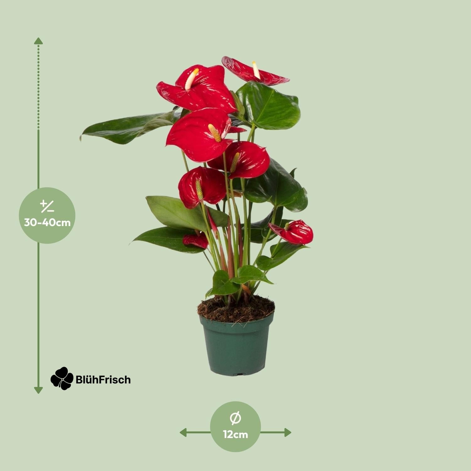 Anthurium Red - Ø17cm - ↕55cm - Ø12cm - ↕40cm