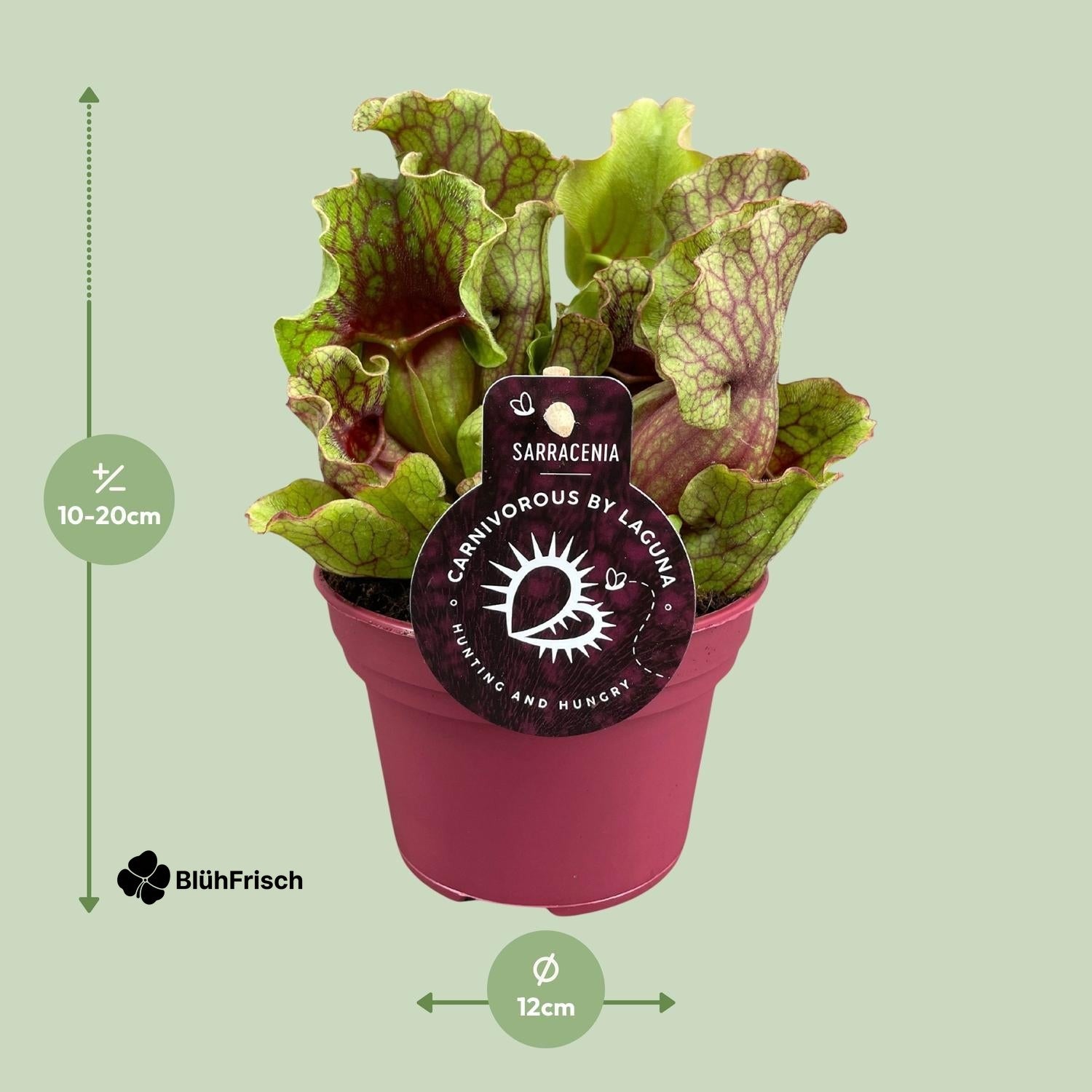 Sarracenia - Ø12 ↕20