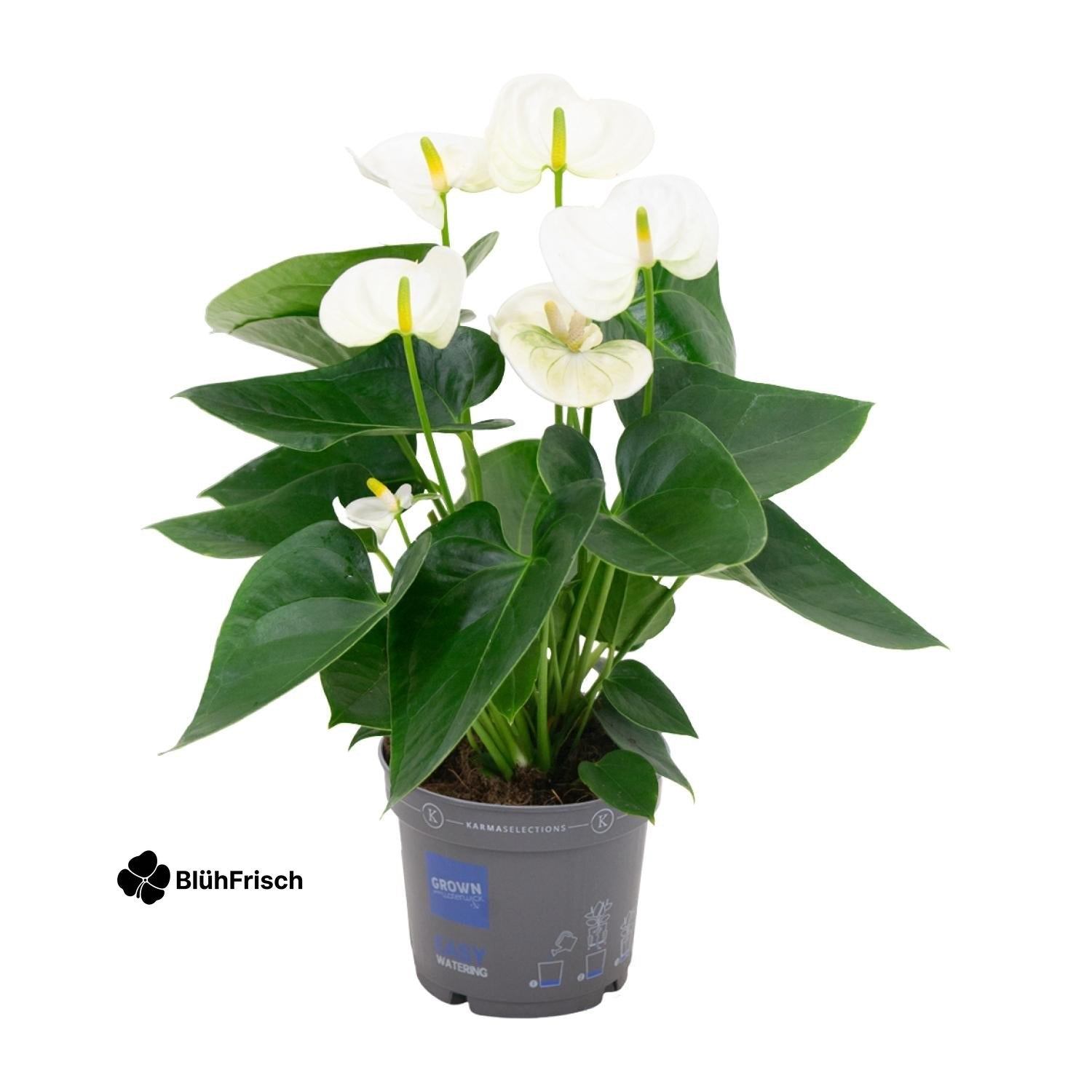 Anthurium White - Ø12cm - ↕43cm