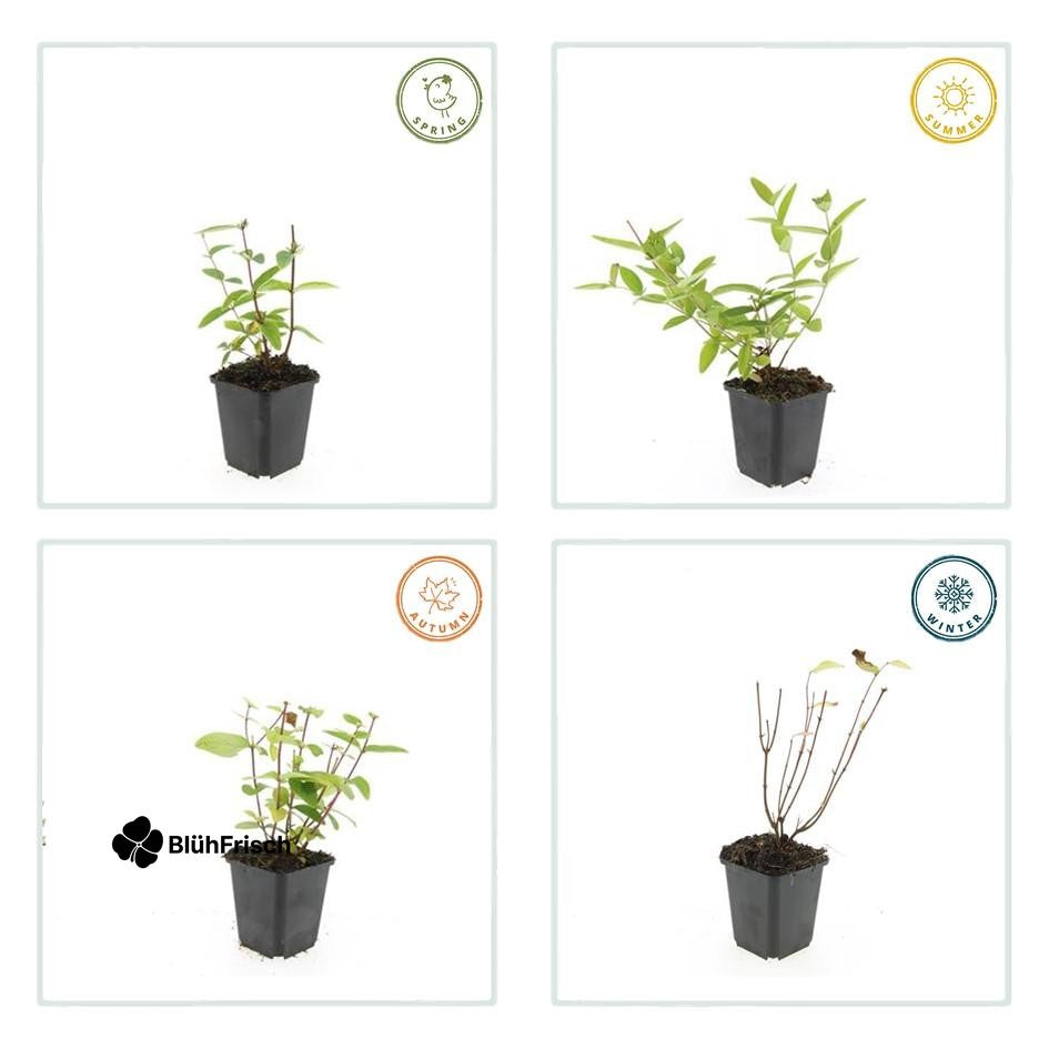 48x Hypericum inodorum 'Annebel' - ↕10-25cm - Ø9cm