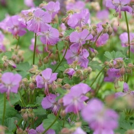 24x Geranium cant. 'Cambridge' - ↕10-25cm - Ø9cm