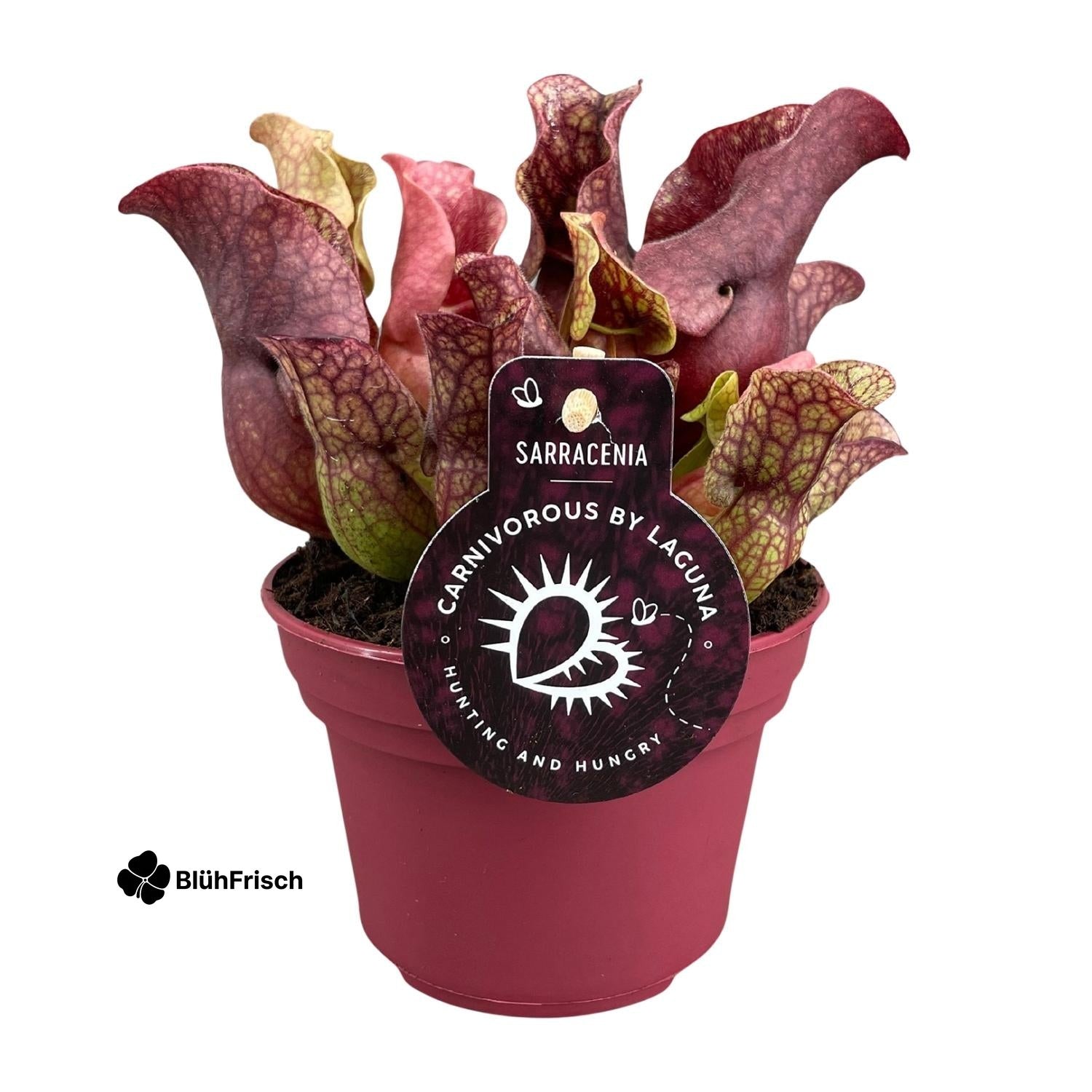 Sarracenia - Ø12cm - ↕20cm