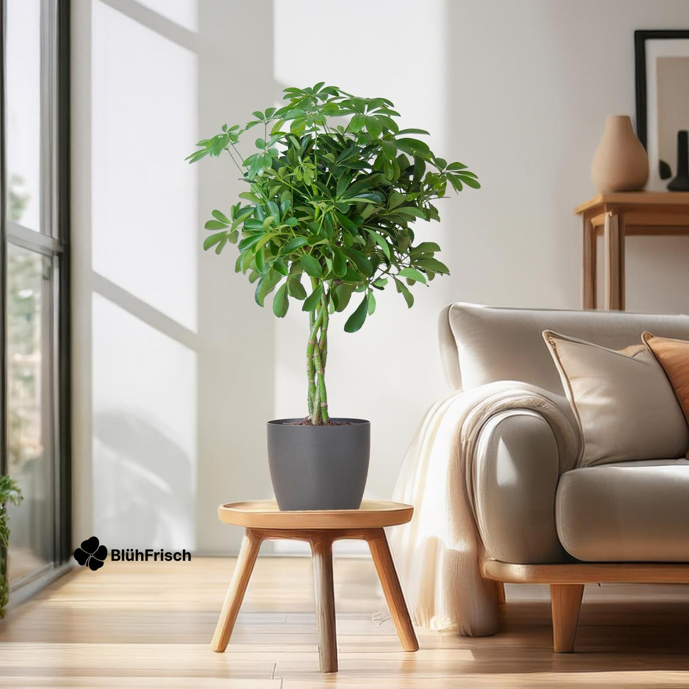 Schefflera Arab Nora mit Viber grau – 70 cm – Ø21
