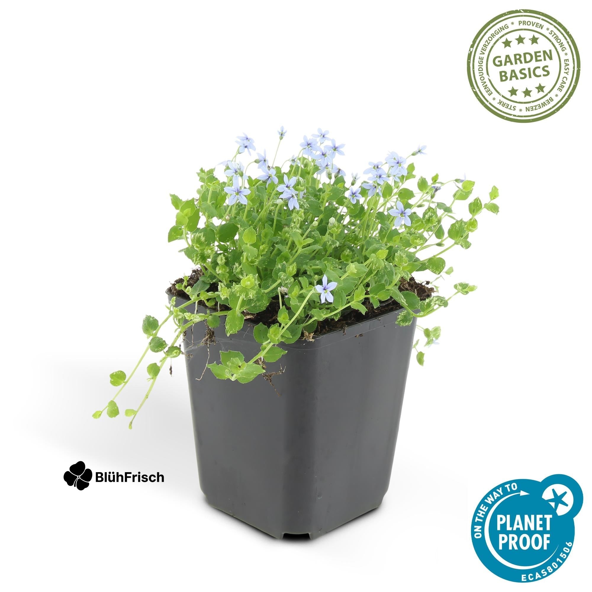 24x Isotoma fluviatilis - ↕10-25cm - Ø9cm