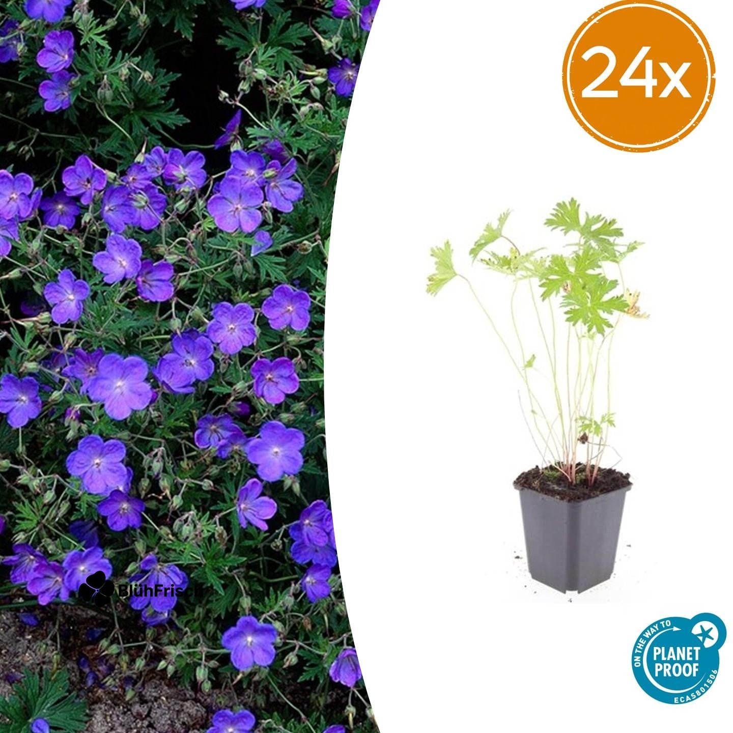 24x Geranium 'Johnson's Blue' - ↕10-25cm - Ø9cm