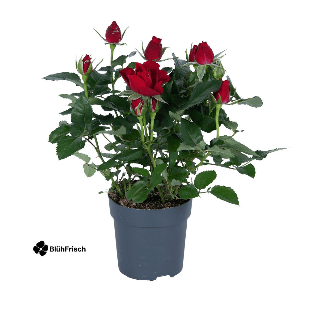 Rosa rood - Ø17cm - ↕45cm