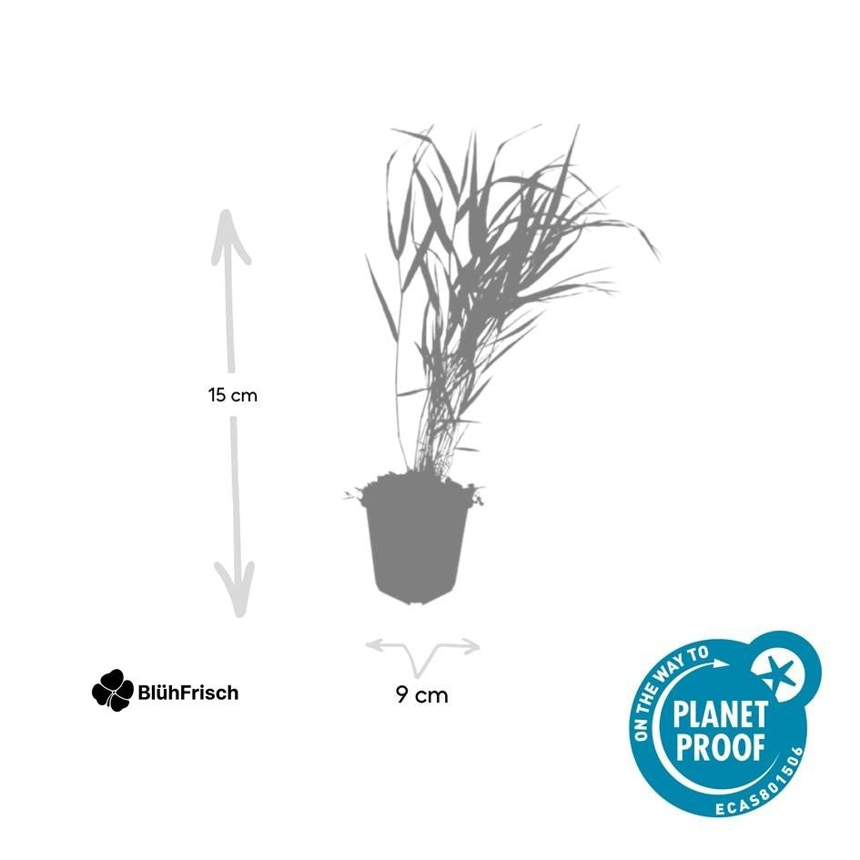 24x Hakonechloa macra - ↕10-25cm - Ø9cm