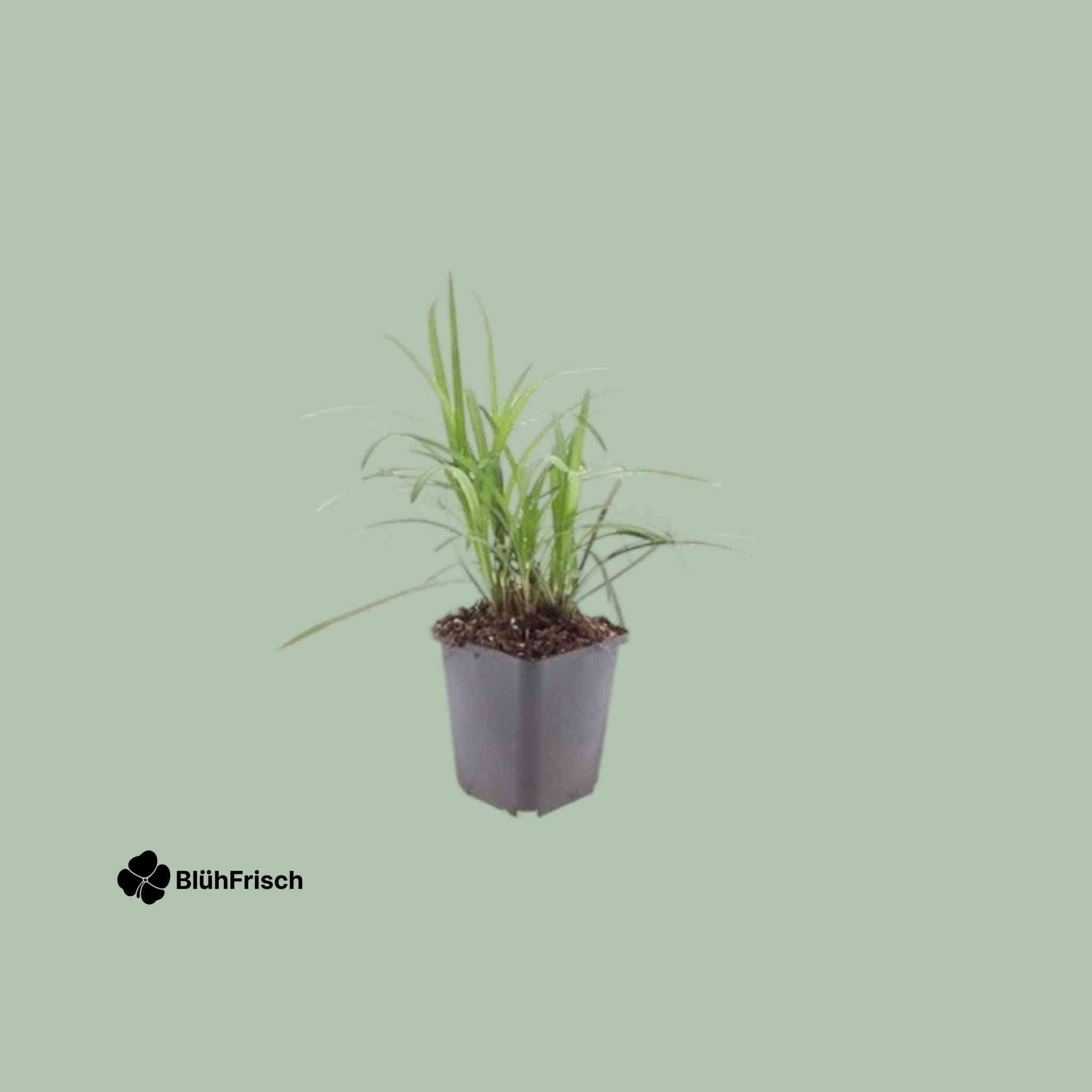 48x Liriope muscari 'Moneymaker' - ↕10-25cm - Ø9cm