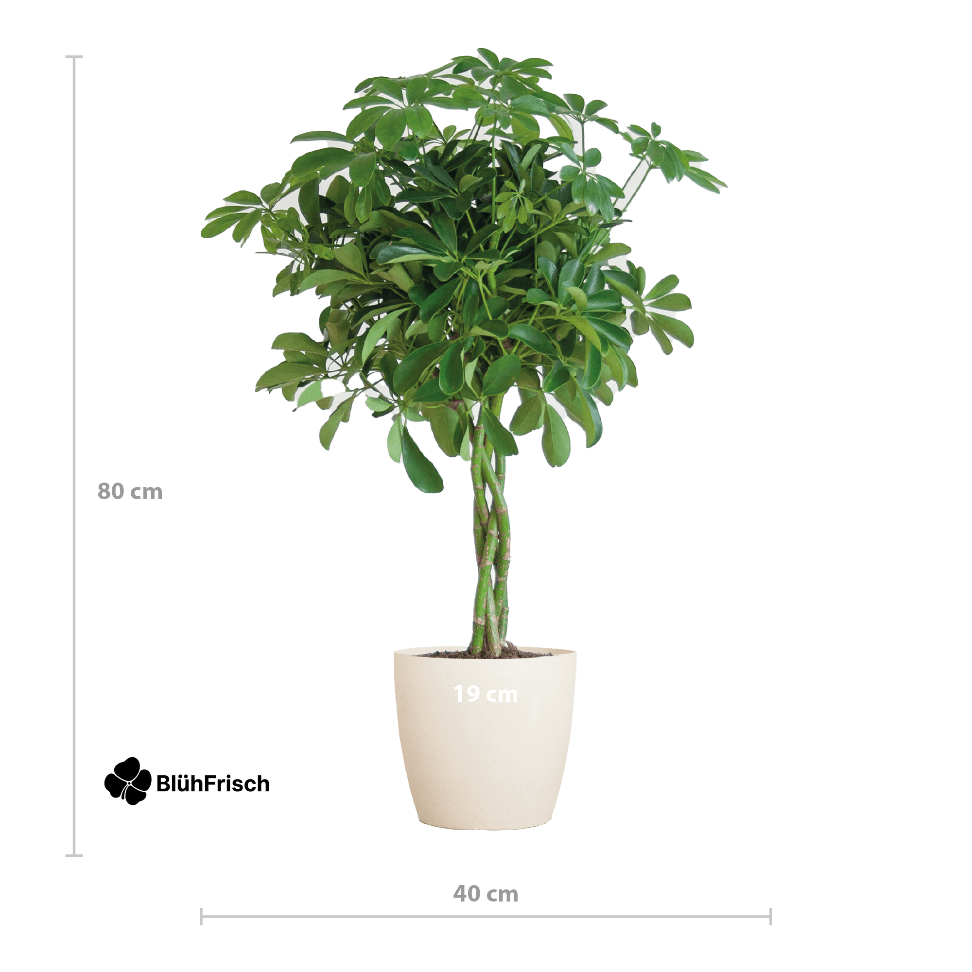 Schefflera Arab Nora mit Viber weiß – 70 cm – Ø21
