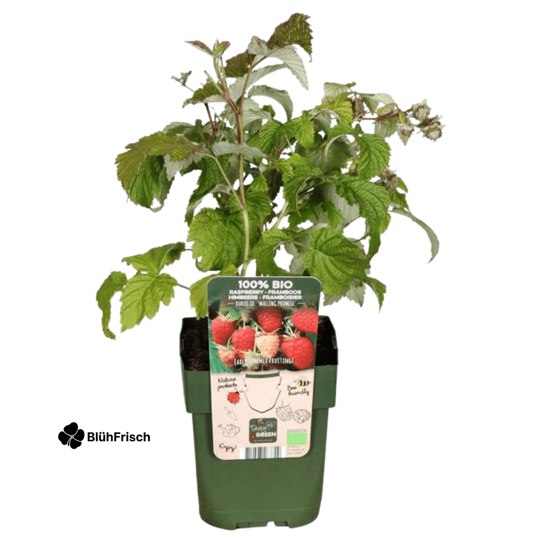 „Sommerfrüchte“ BIO Obstpflanzen-Mix – Set mit 4 verschiedenen Sorten