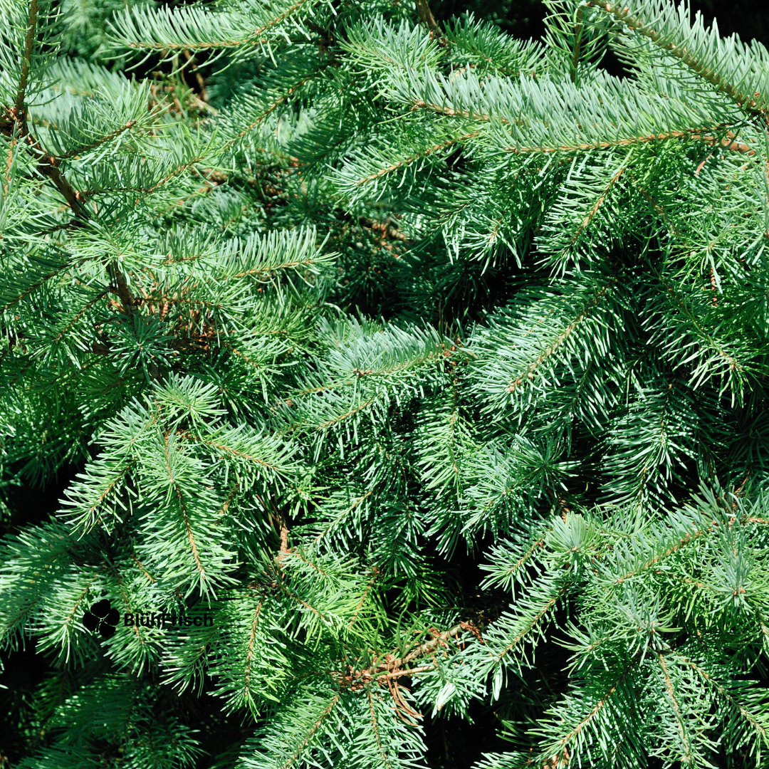 Kleiner Weihnachtsbaum – 70 cm – Picea Glauca Conica