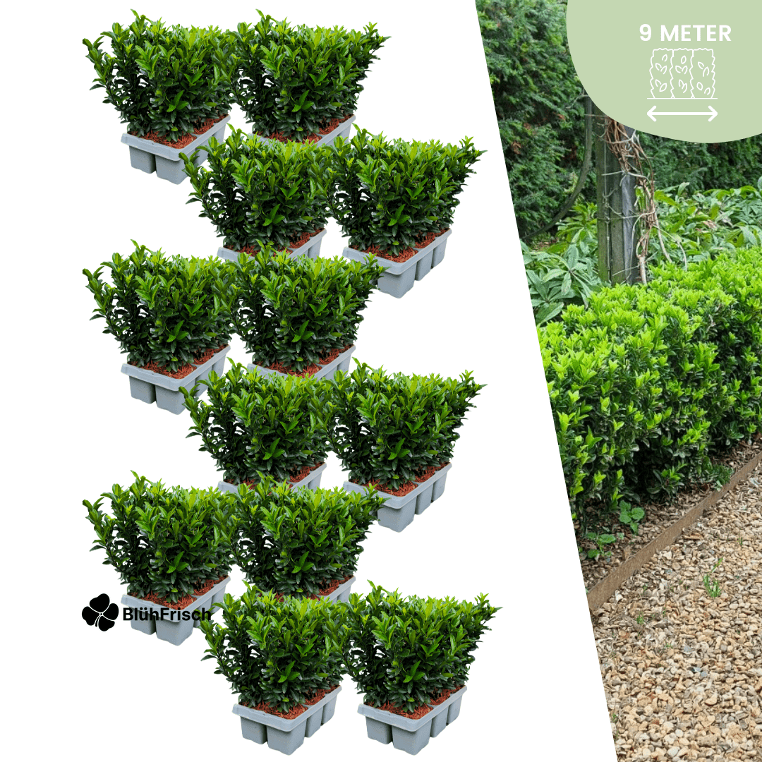 72 x Euonymus 'Green Spire' - 72 x Ø 7 cm - ↨ 15 cm
