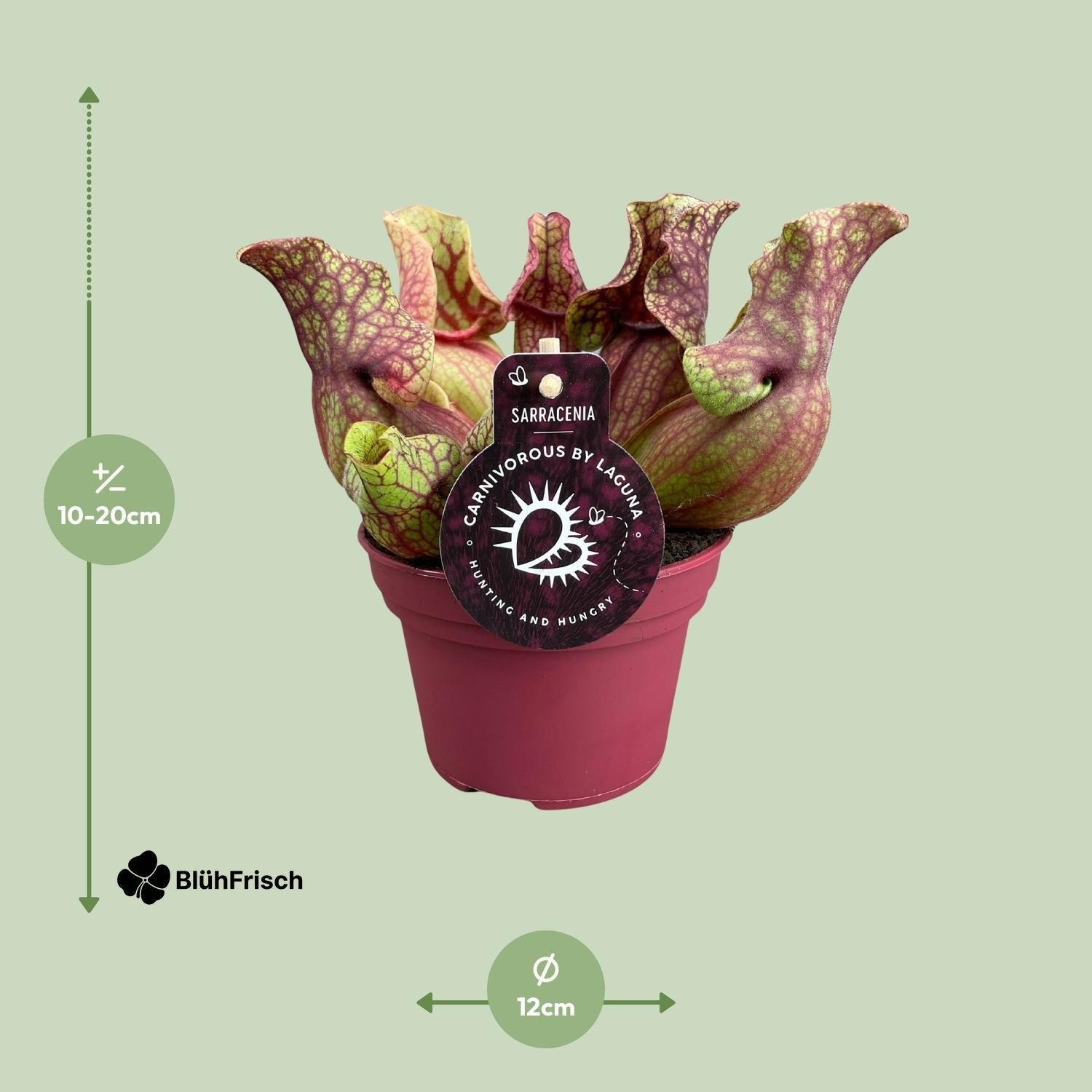 Sarracenia Venosa - Ø12cm - ↕20cm