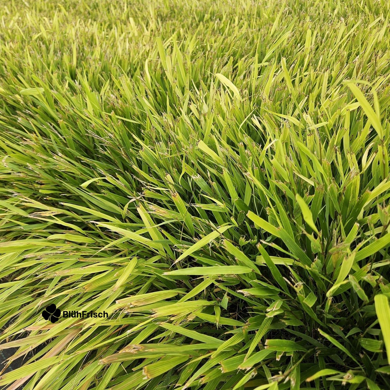 24x Hakonechloa macra - ↕10-25cm - Ø9cm