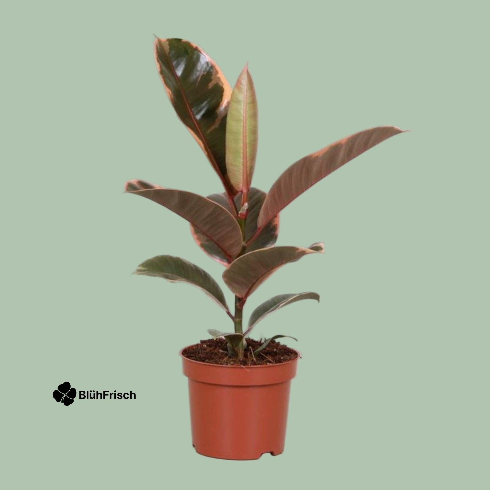 Ficus Elastica Belize - Ø12cm - ↕30cm