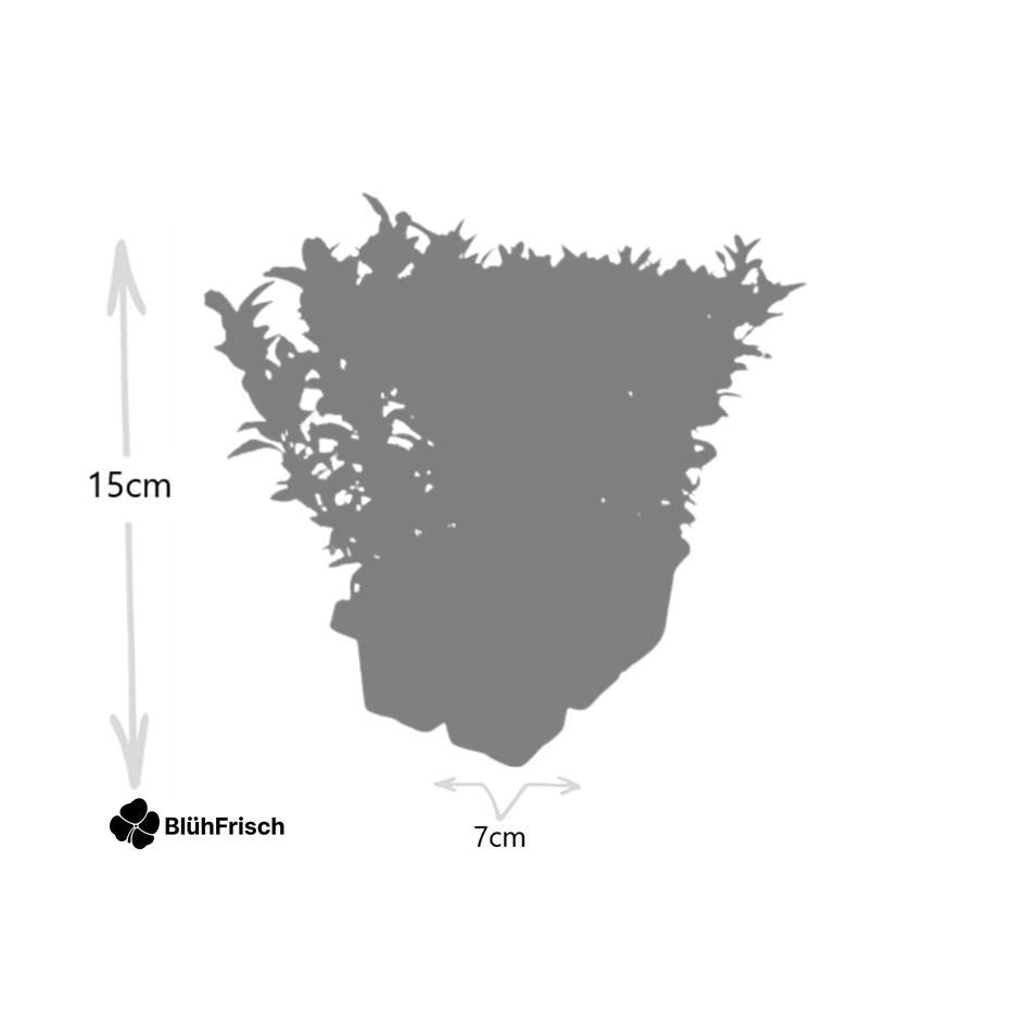 12 x 6er-Pack Euonymus 'Green Spire' – Ø 7 cm – ↨ 15 cm