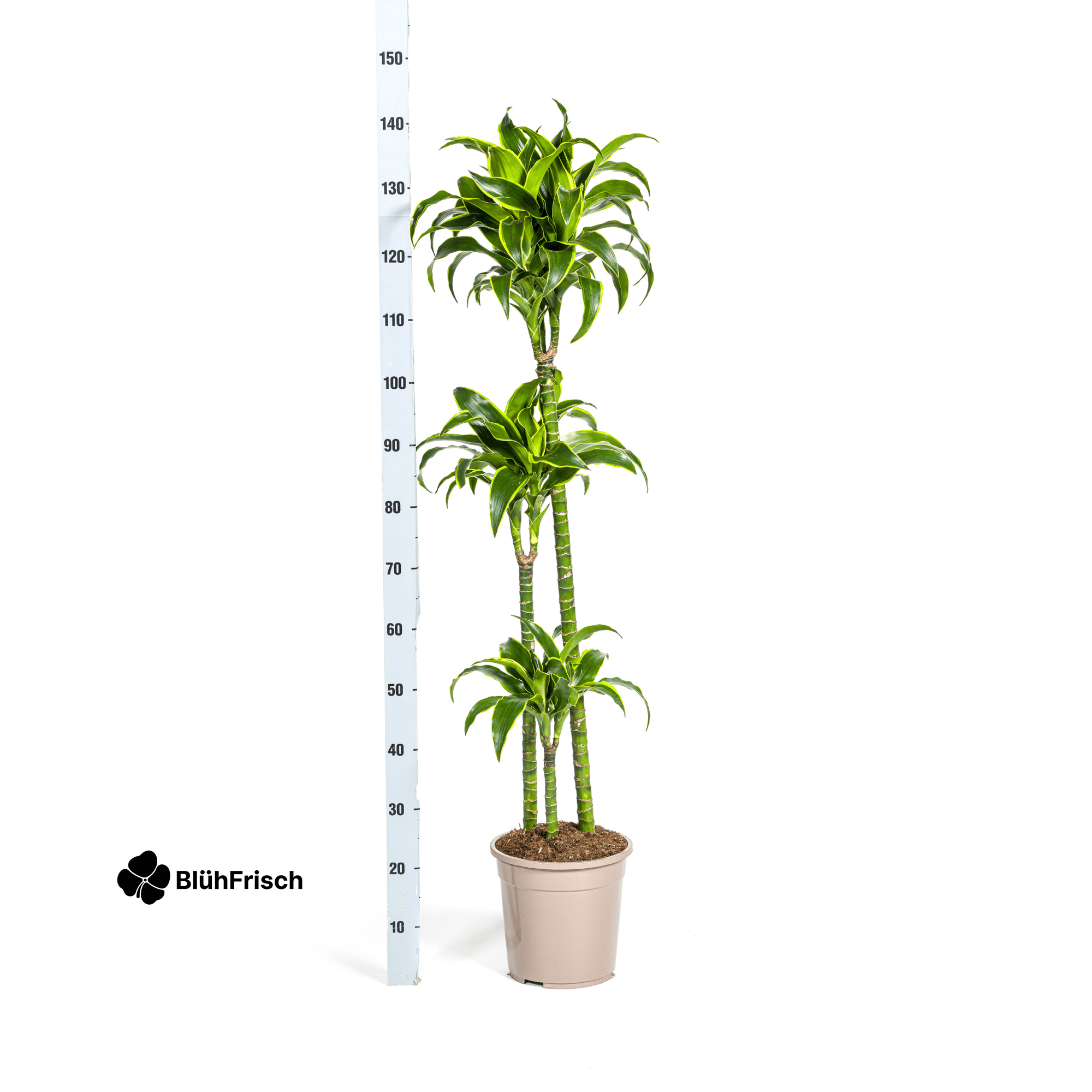Dracaena Deremensis Dorado mit Korb 120 - 140cm