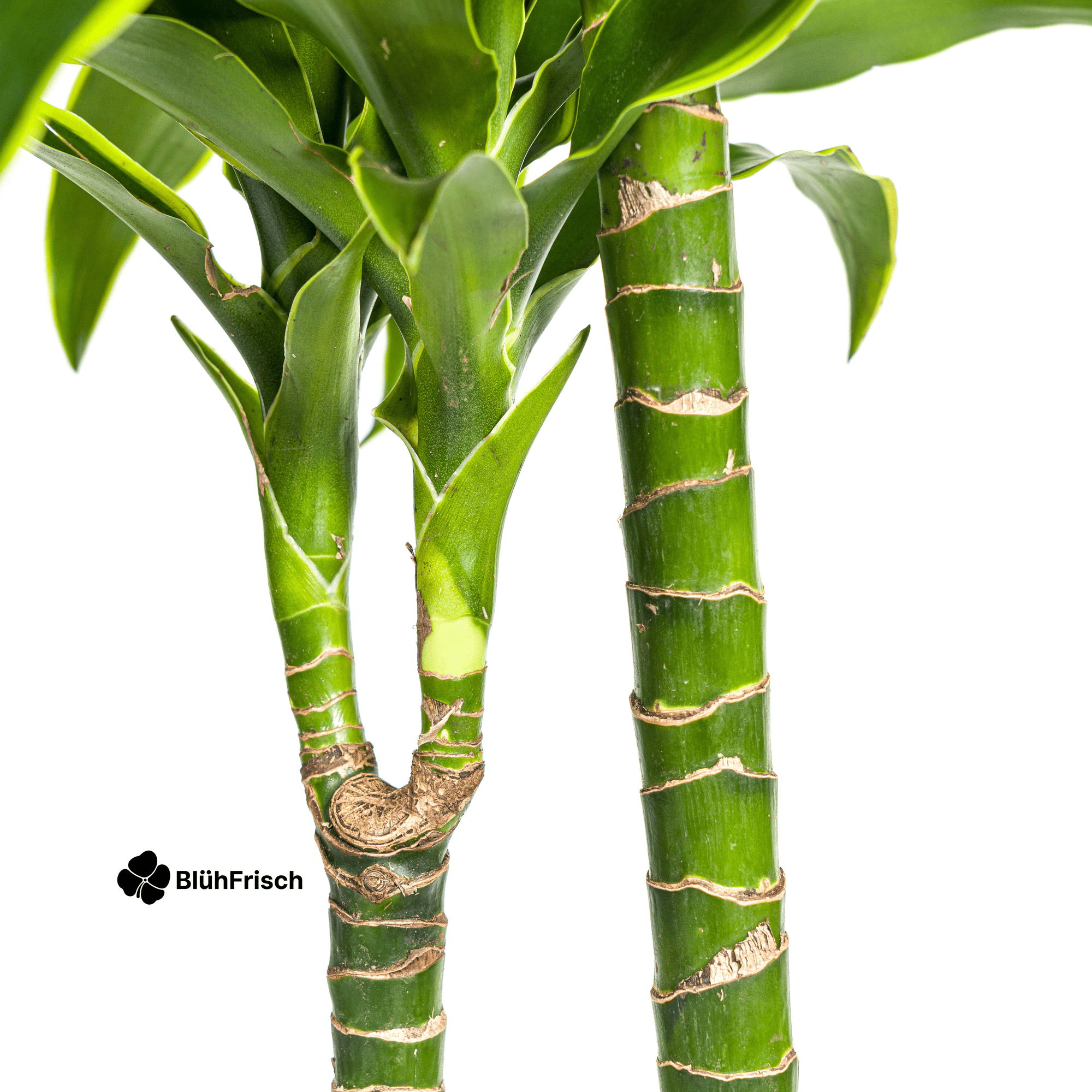 Dracaena Deremensis Dorado mit Korb 120 - 140cm