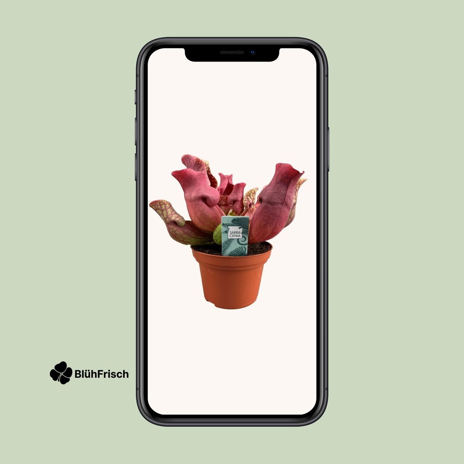 Sarracenia Maroon - Ø12 ↕23