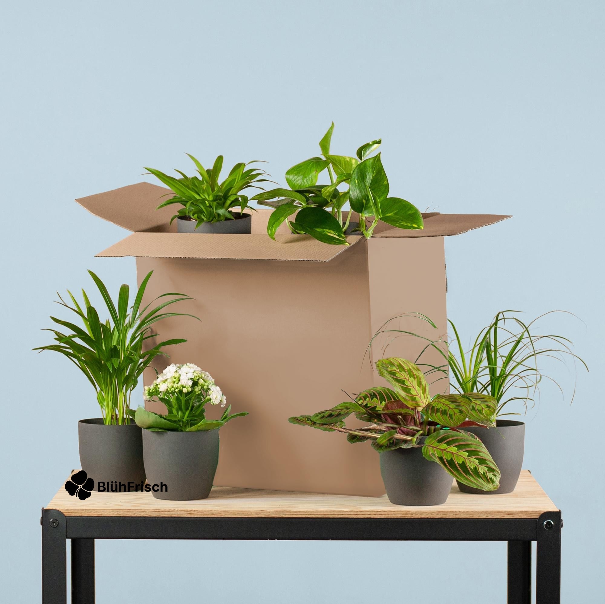 Green Misfitbox: Zimmerpflanzen 6er Set - inkl. 6 x Topf Viber Schwarz