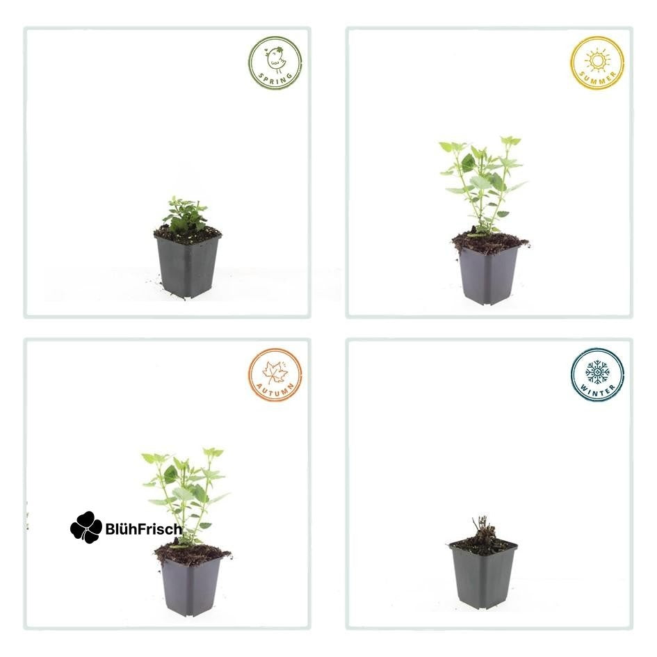 48x Agastache 'Blue Fortune' - ↕10-25cm - Ø9cm