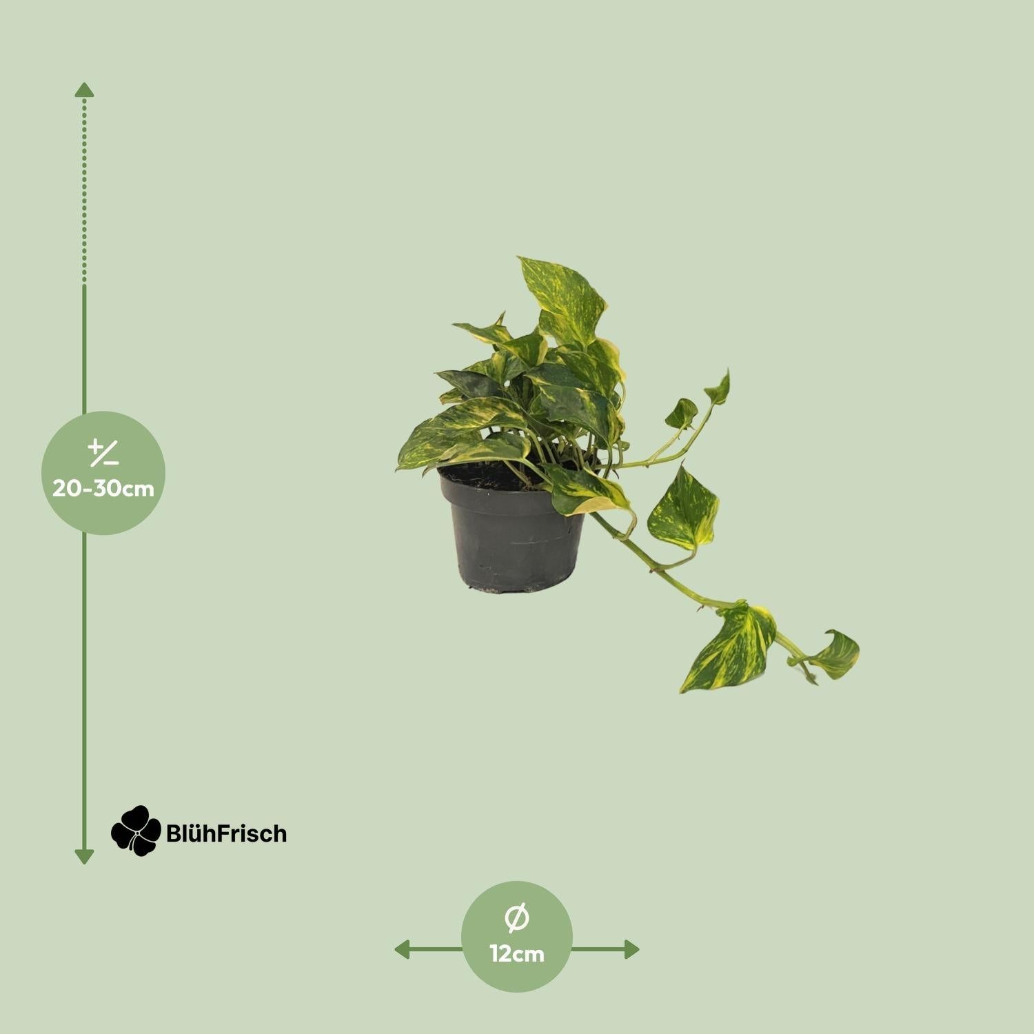 Scindapsus Epipremnum Efeutute Gold - Ø12cm - ↕25cm