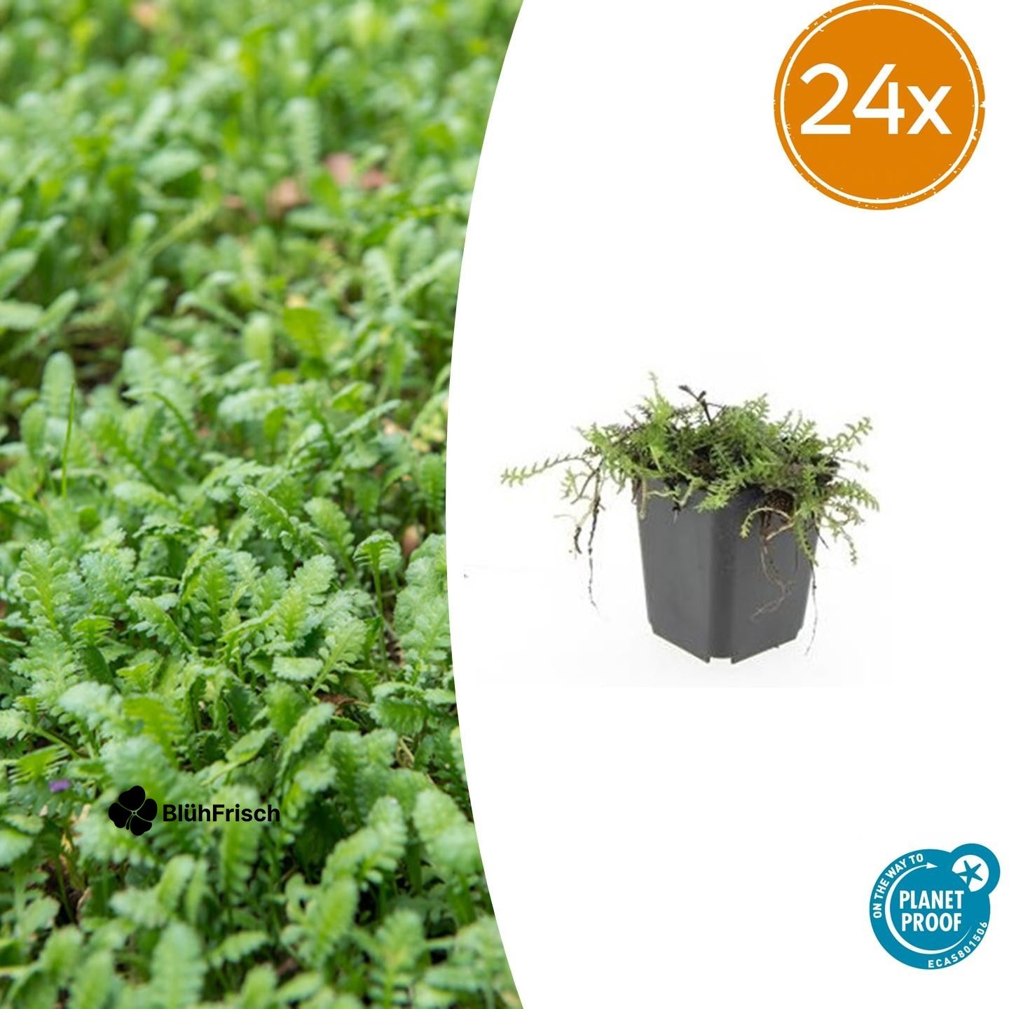 24x Leptinella squalida - ↕10-25cm - Ø9cm