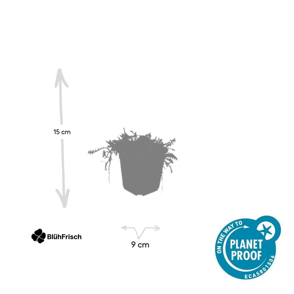 24x Leptinella squalida - ↕10-25cm - Ø9cm