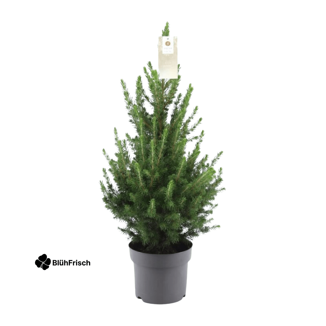 Kleiner Weihnachtsbaum – 70 cm – Picea Glauca Conica