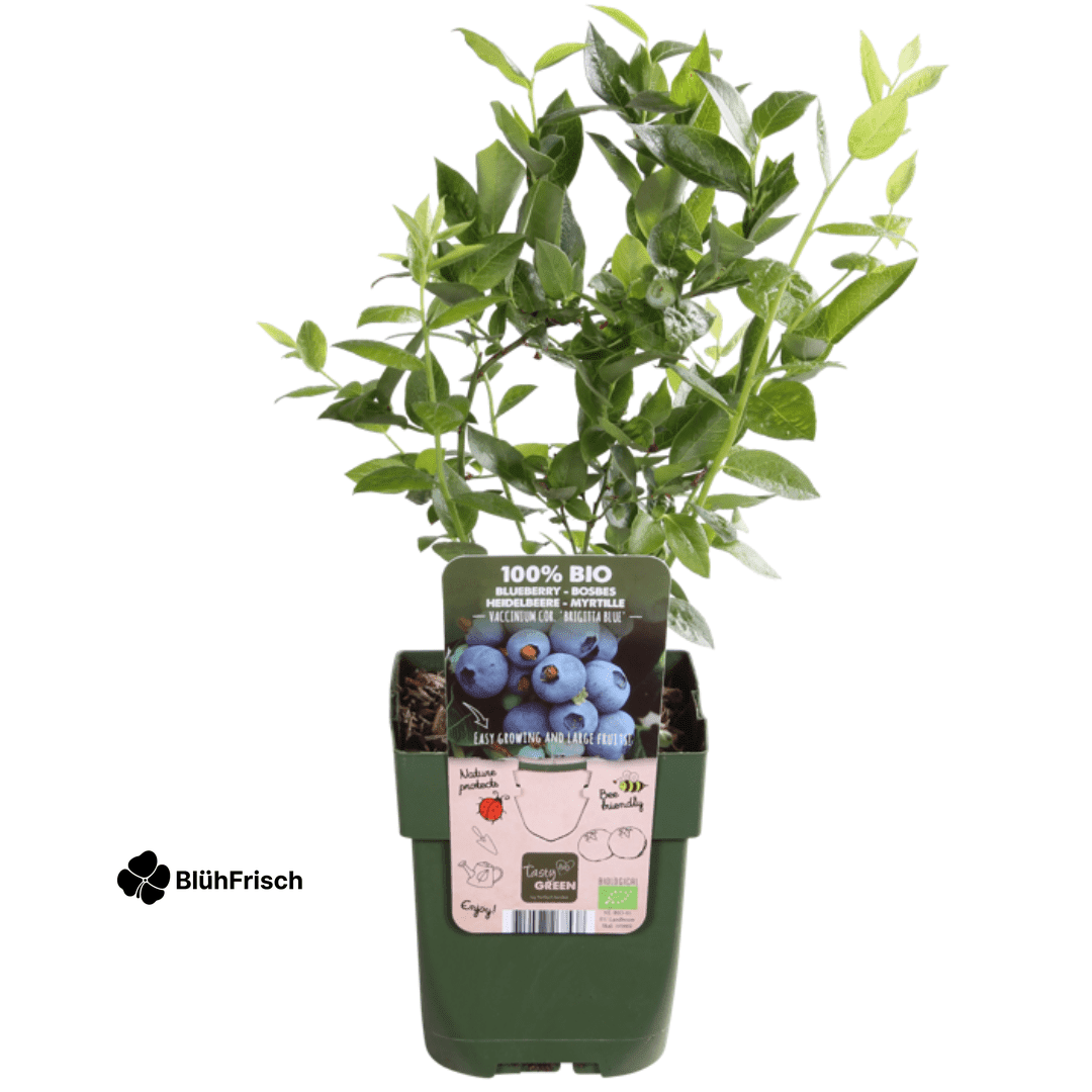 „Sommerfrüchte“ BIO Obstpflanzen-Mix – Set mit 4 verschiedenen Sorten