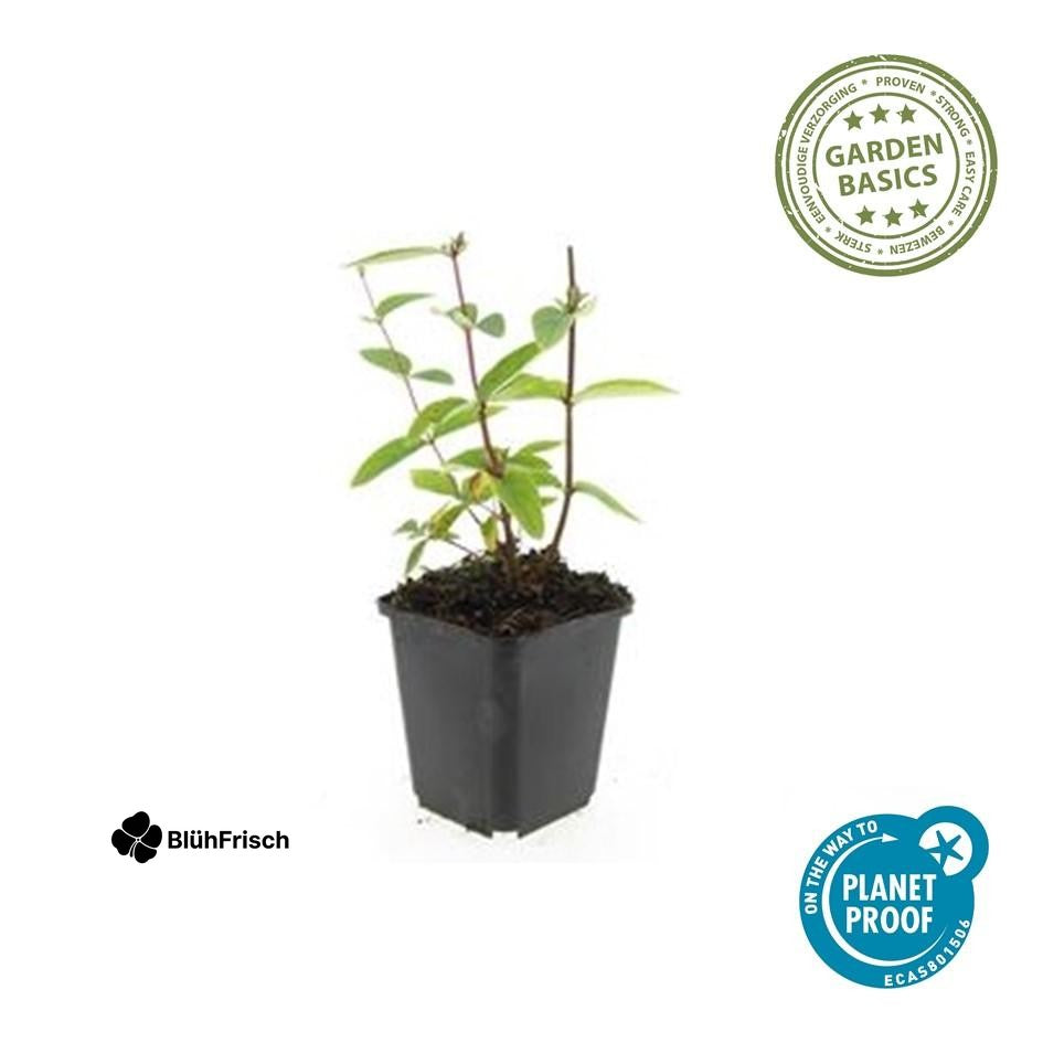 24x Hypericum inodorum 'Annebel' - ↕10-25cm - Ø9cm