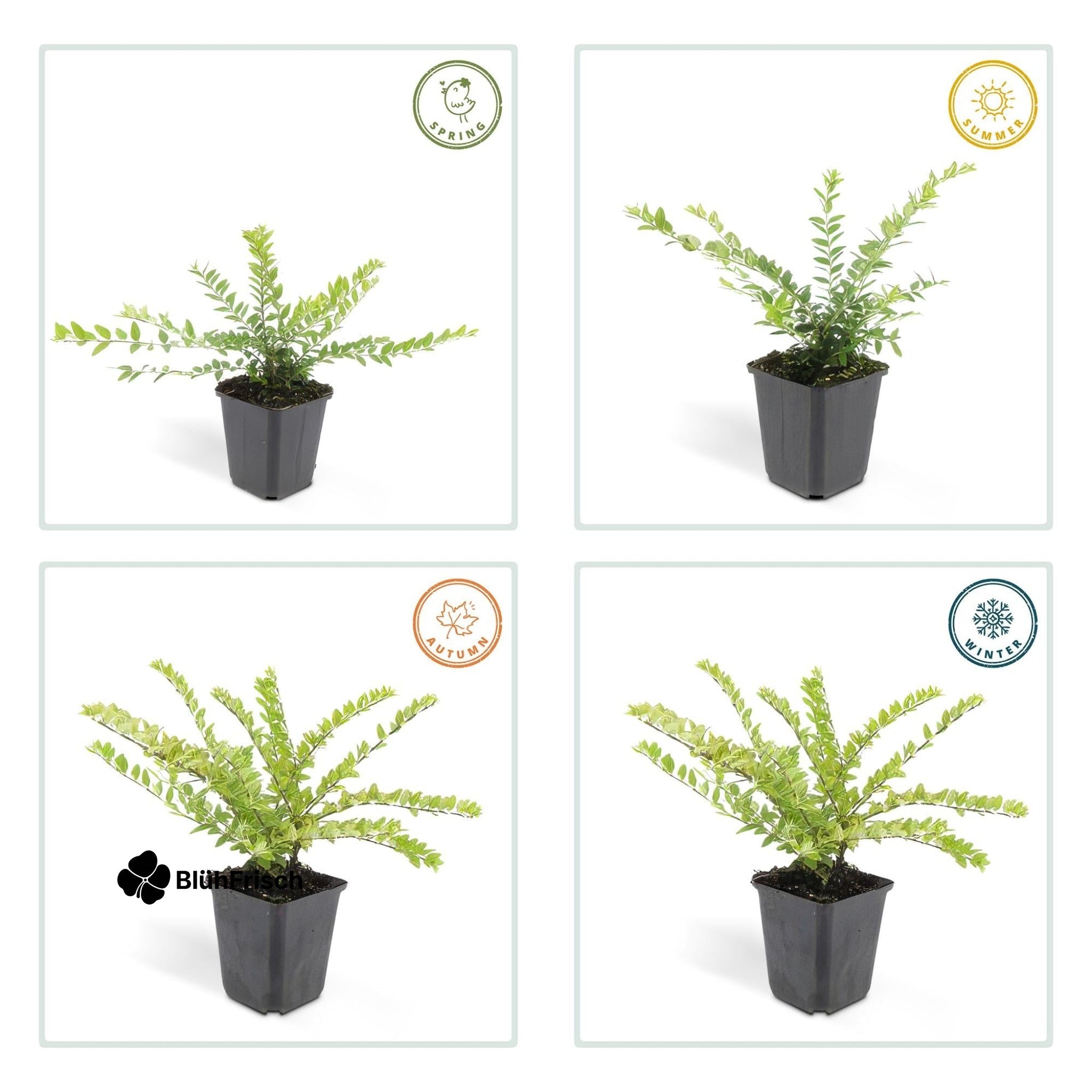 24x Lonicera nit. 'Maigrün' - ↕10-25cm - Ø9cm