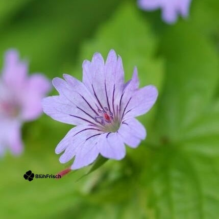 48x Geranium nodosum - ↕10-25cm - Ø9cm
