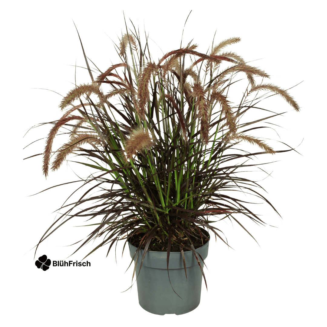 2 x Pennisetum 'Tiny Tails' - Ø19 cm - ↨ 40-50 cm
