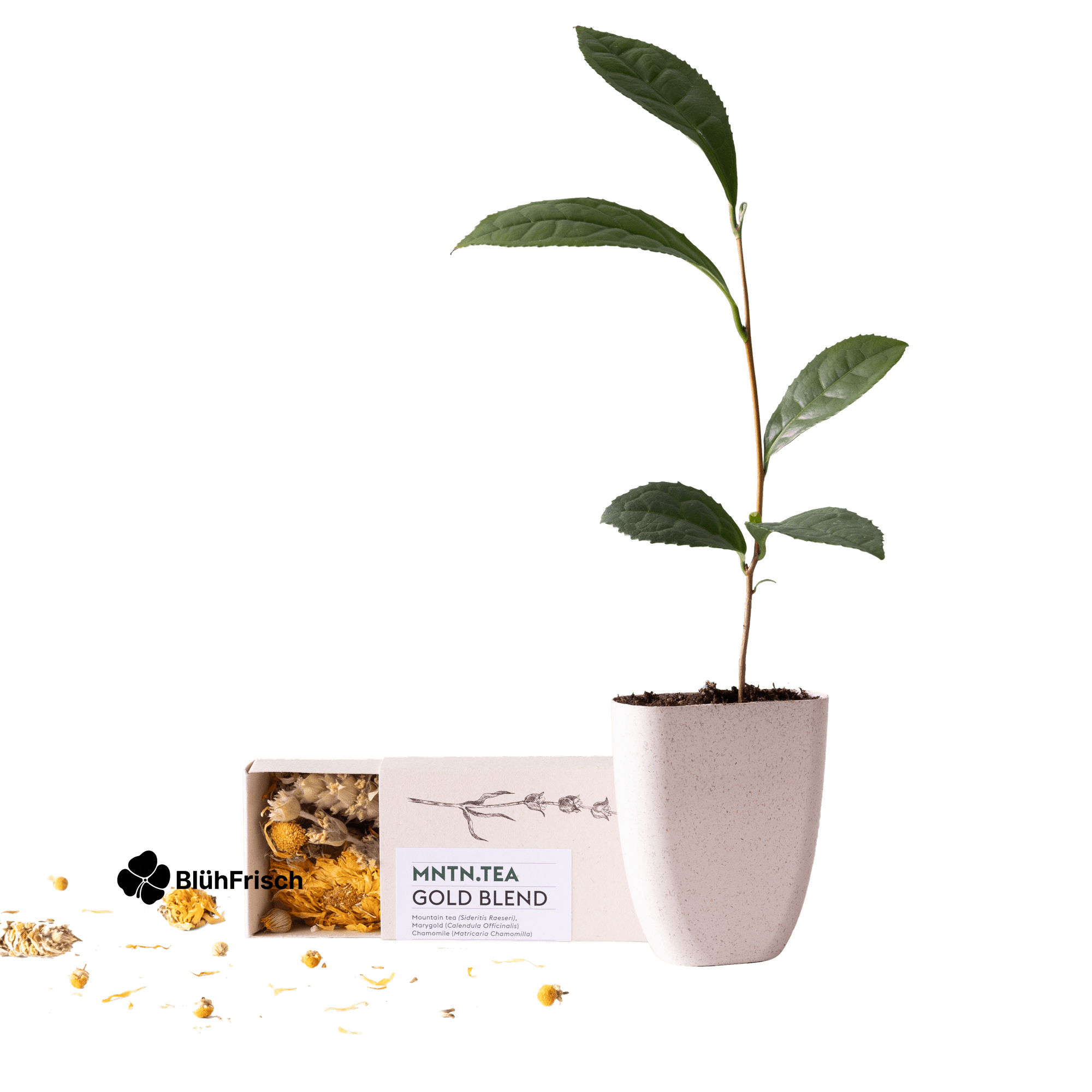 Teepause - Gold Blend Tee und Teebaumschnitt