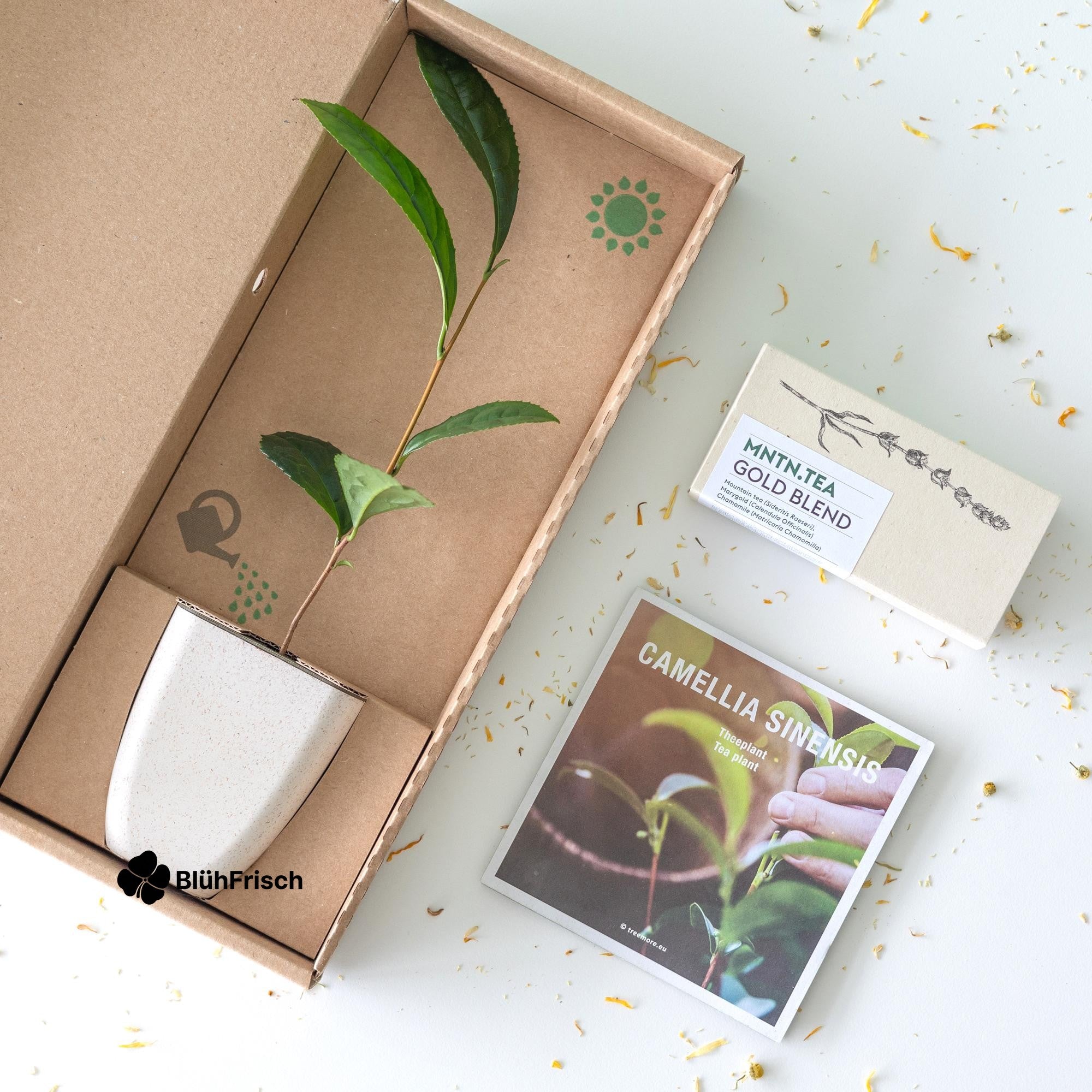 Teepause - Gold Blend Tee und Teebaumschnitt