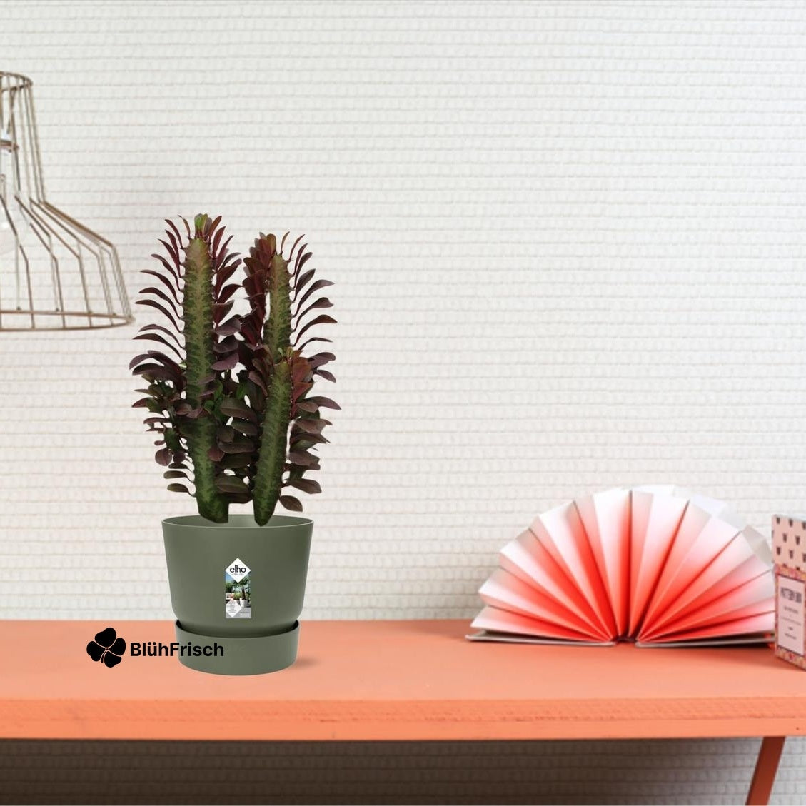 Kaktus 'Dreikantige Wolfsmilch' - Ø12cm - ↕40cm