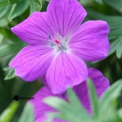 24x Geranium 'Tiny Monster' - ↕10-25cm - Ø9cm