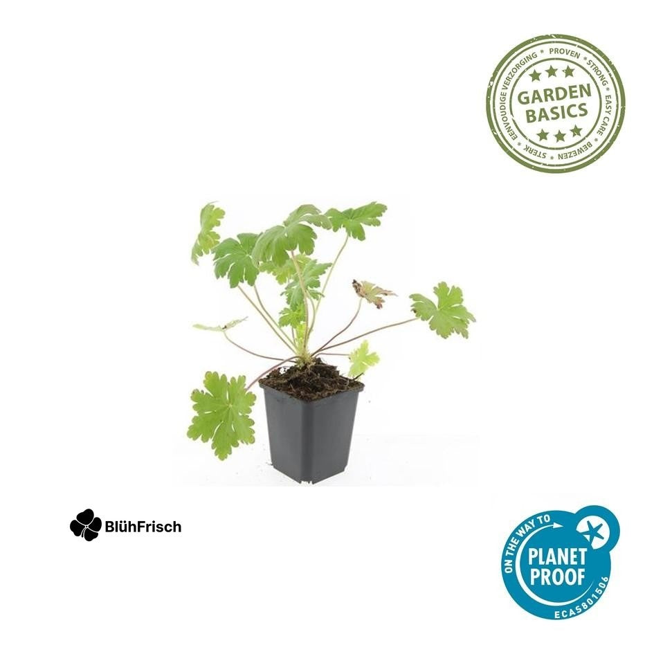 24x Geranium macr. 'Ingwersen's Var.' - ↕10-25cm - Ø9cm