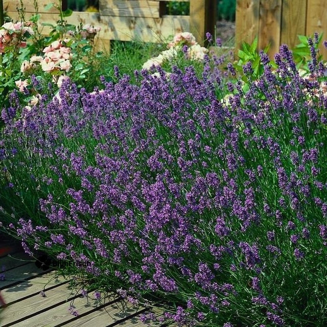 24x Lavandula ang. 'Munstead' - ↕10-25cm - Ø9cm