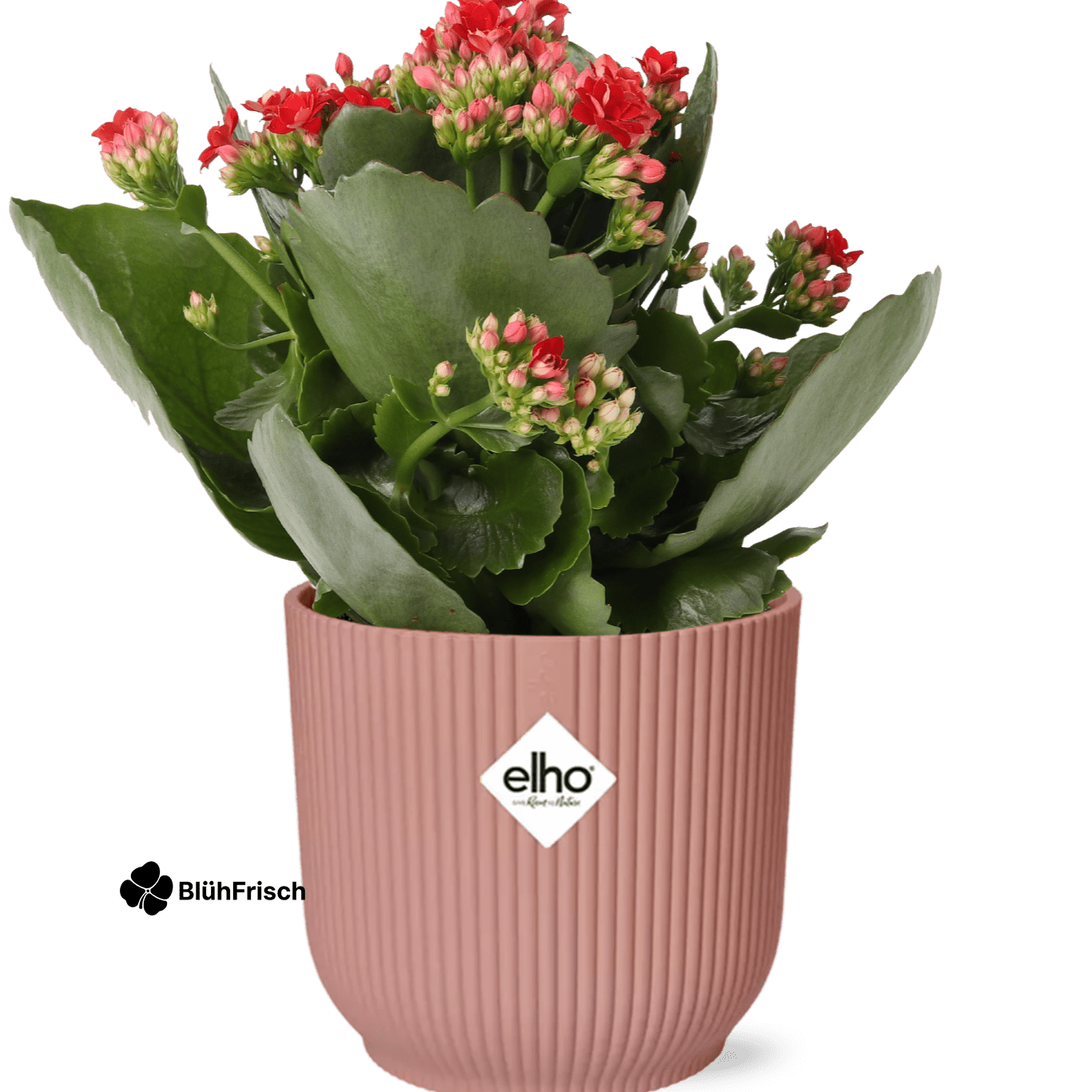 Mother's Day - Kalanchoe Rosalina Don Justino Rood + ELHO Vibes Fold 14cm roze