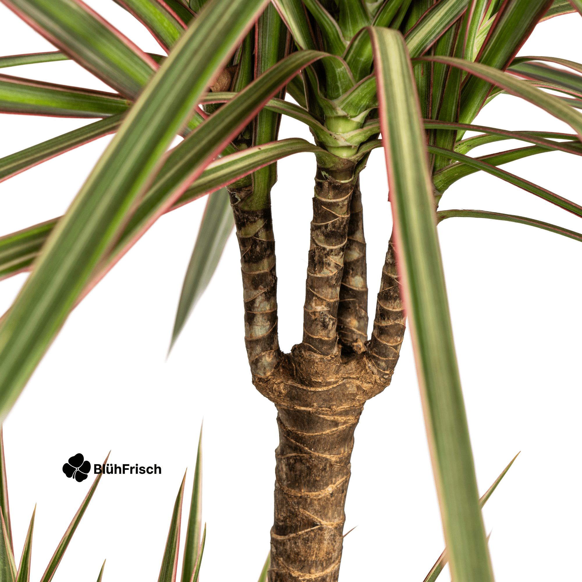 Dracaena Marginata Bicolor mit Korb 110 - 130cm