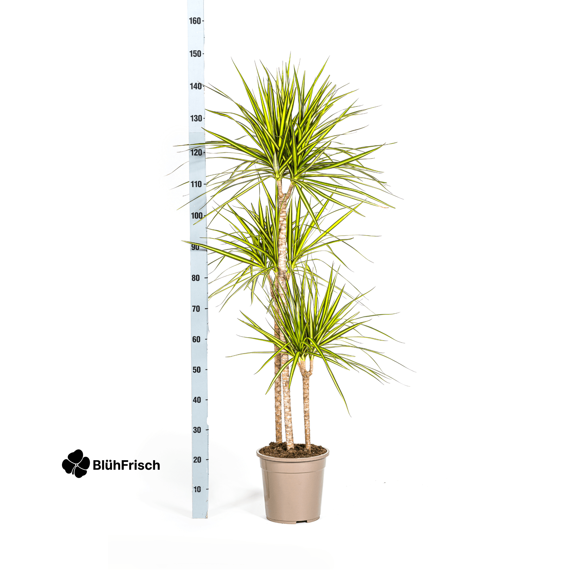 Dracaena Marginata Sunray mit Korb 130 - 150cm