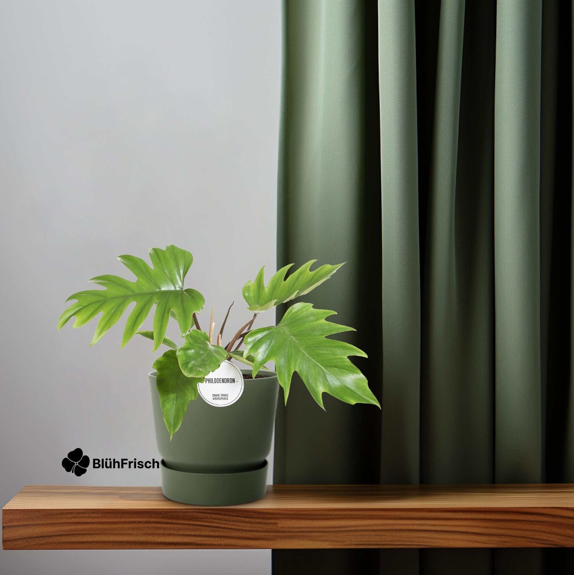 Philodendron Mayoi - Ø15cm - ↕35cm