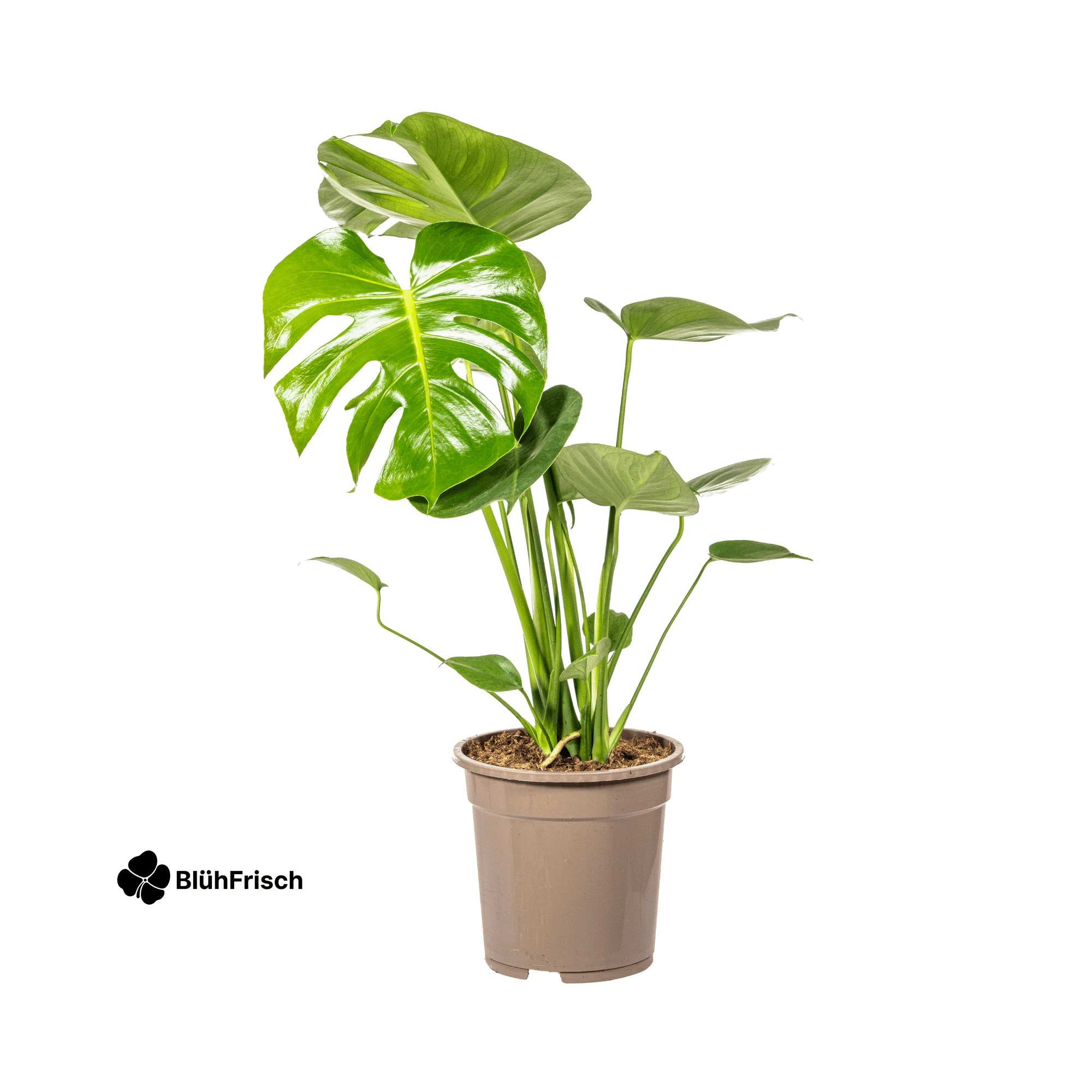 Monstera Deliciosa Tauerii Ø19cm - ↕70 - 90cm
