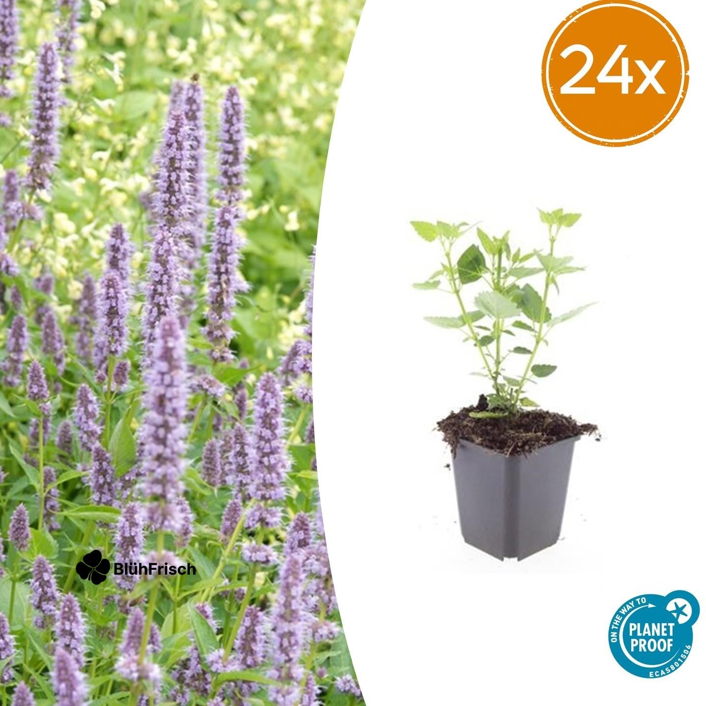 24x Agastache 'Blue Fortune' - ↕10-25cm - Ø9cm