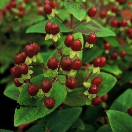 48x Hypericum inodorum 'Beauty' - ↕10-25cm - Ø9cm