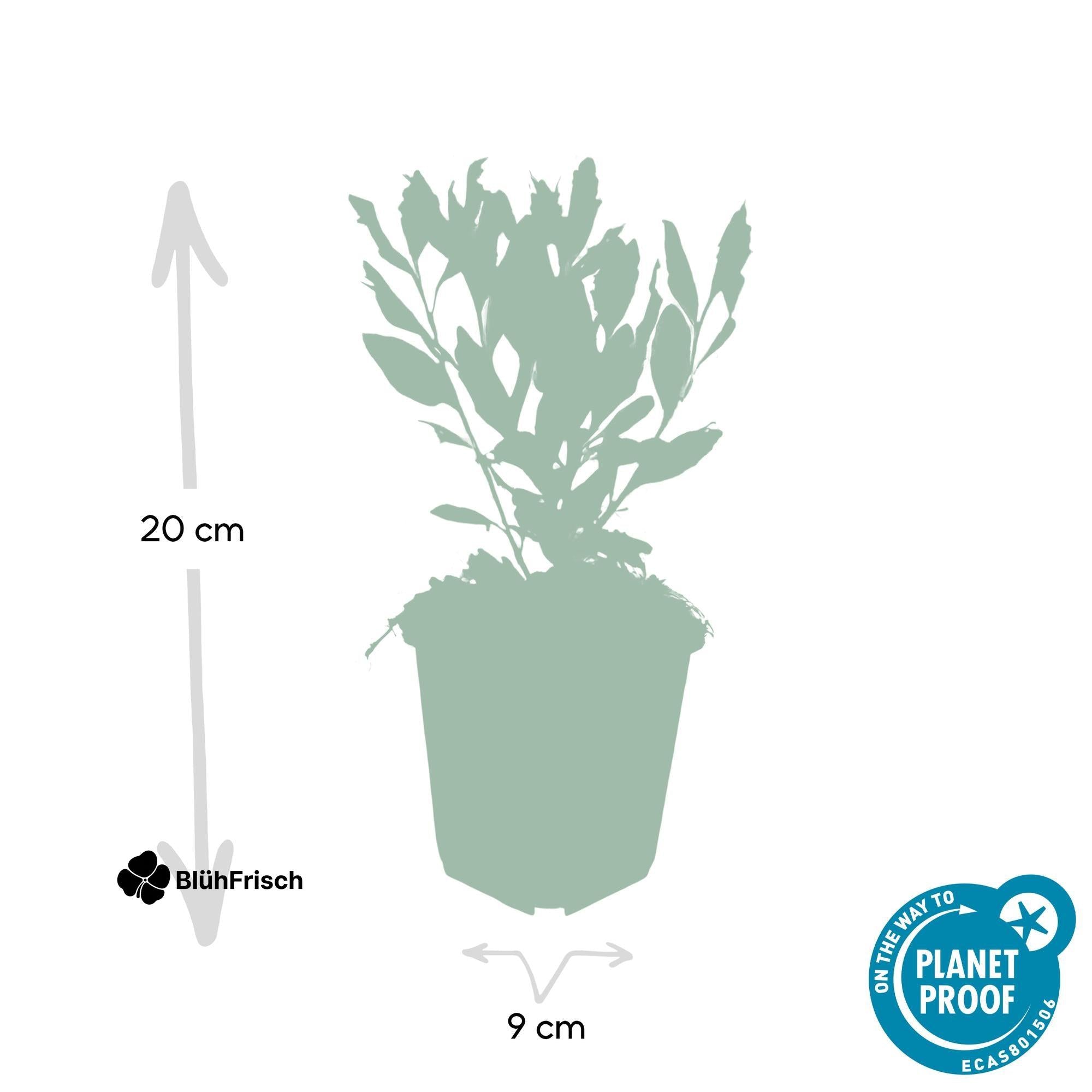 24x Aster ageratoides 'Ashvi' - ↕10-25cm - Ø9cm
